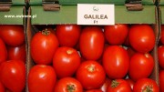 Pomidor Galilela.JPG